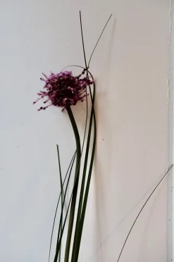 Blomst • Allium • Lilla