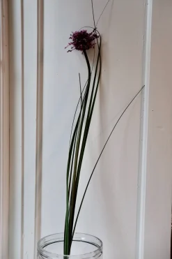 Blomst • Allium • Lilla