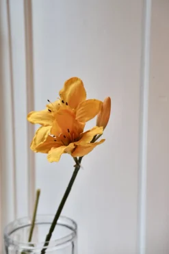 Blomst • Amaryllis • Gul