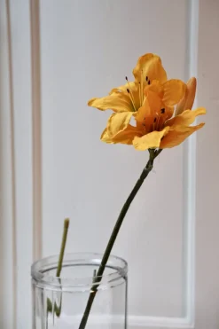 Blomst • Amaryllis • Gul