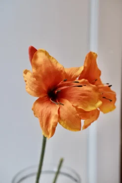 Blomst • Amaryllis • Orange
