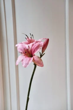 Blomst • Amaryllis • Pink