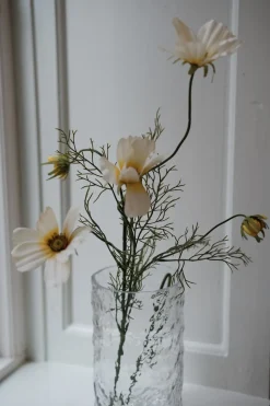 Blomst • Cosmos • Creme