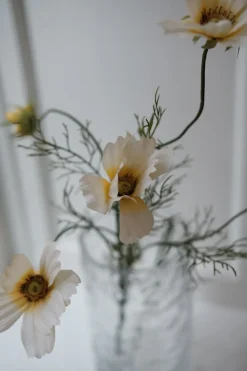 Blomst • Cosmos • Creme