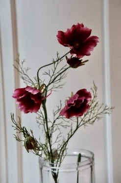 Blomst • Cosmos • Fuchsia