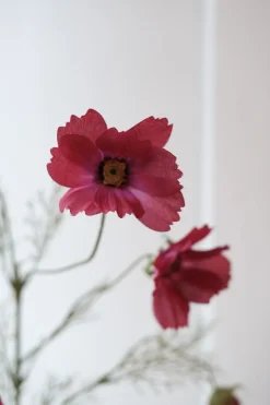 Blomst • Cosmos • Fuchsia