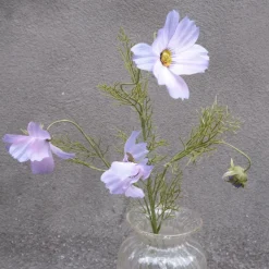 Blomst • Cosmos • Lilla