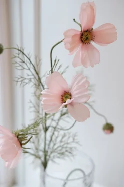 Blomst • Cosmos • Lyserød