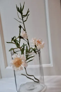 Blomst • Kornblomst • Hvid