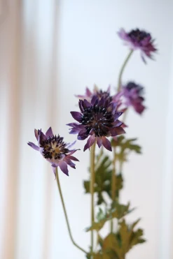 Blomst • Stjerneskærm • Lilla