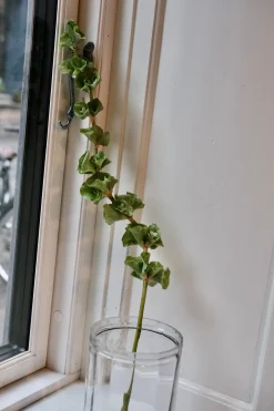 Blomst • Tragtbæger • Grøn