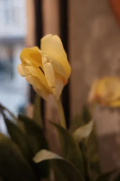 Blomst • Tulipan • Lysegul