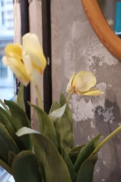 Blomst • Tulipan • Lysegul