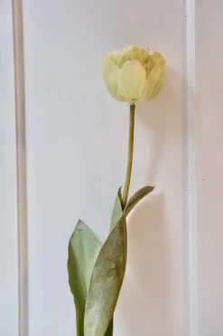 Blomst • Tulipan • Spray • Hvid