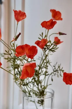 Blomst • Valmue • 12 blomster • Orange