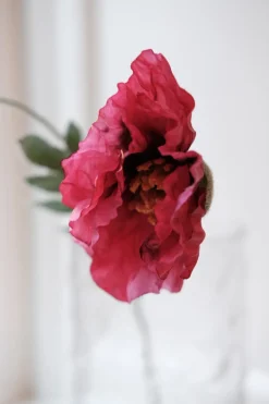 Blomst • Valmue • Fuchia