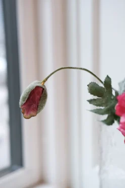 Blomst • Valmue • Fuchia