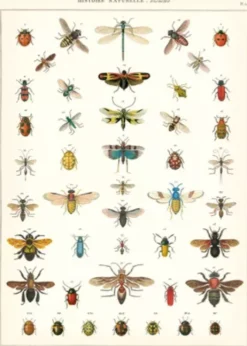 Plakat • Insekter • Sendes Ikke