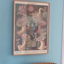 Plakat • Søanemoner • Sendes Ikke