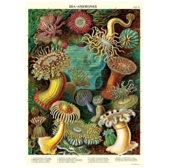 Plakat • Søanemoner • Sendes Ikke